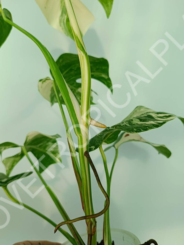 Monstera variegata albo