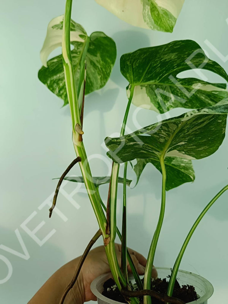 Monstera variegata albo