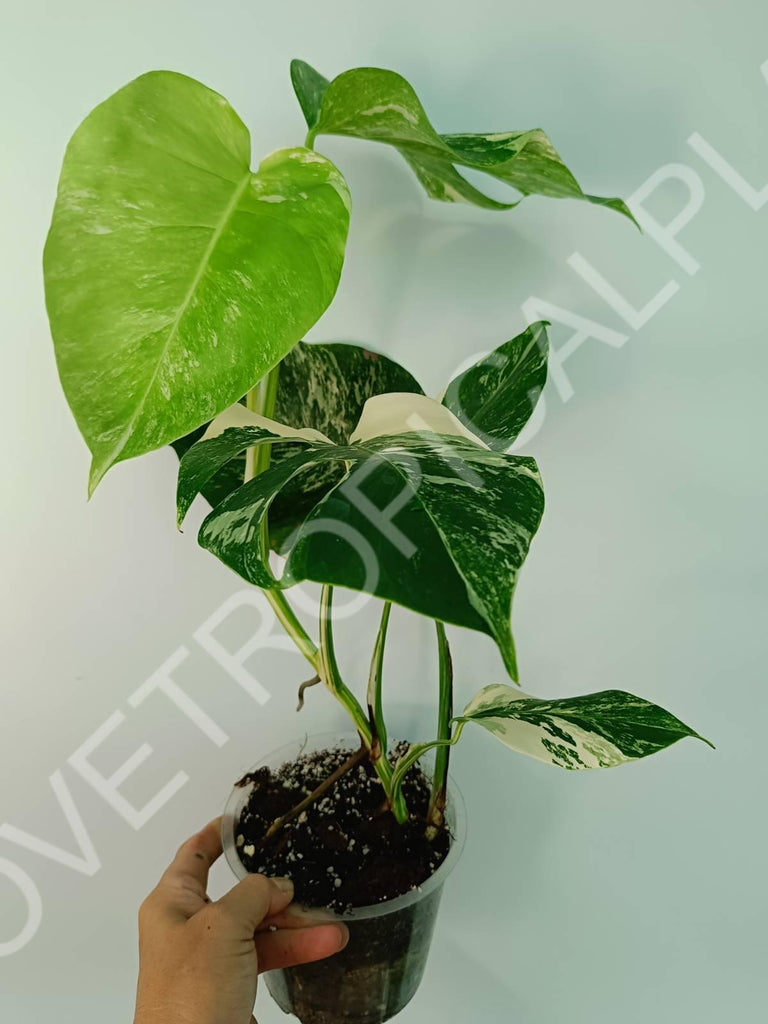 Monstera variegata albo