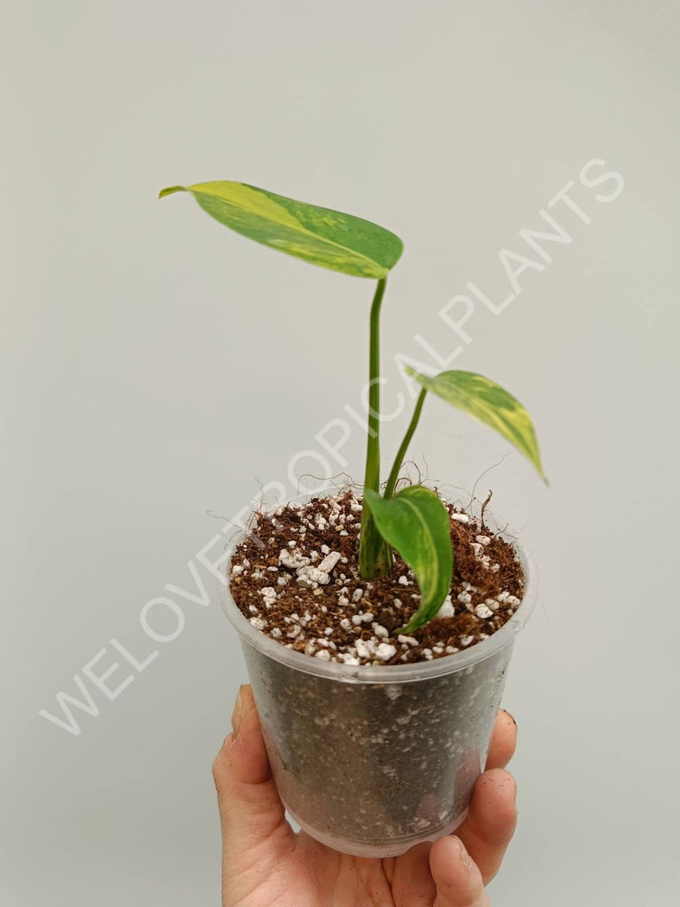 Monstera variegata aurea