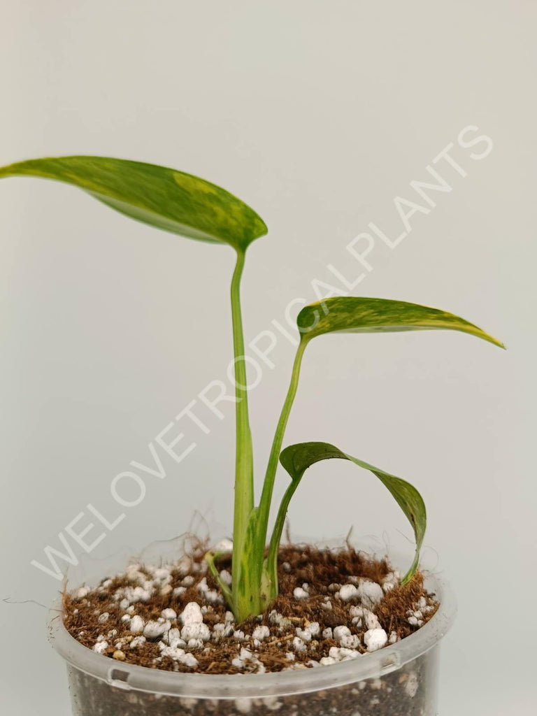 Monstera variegata aurea