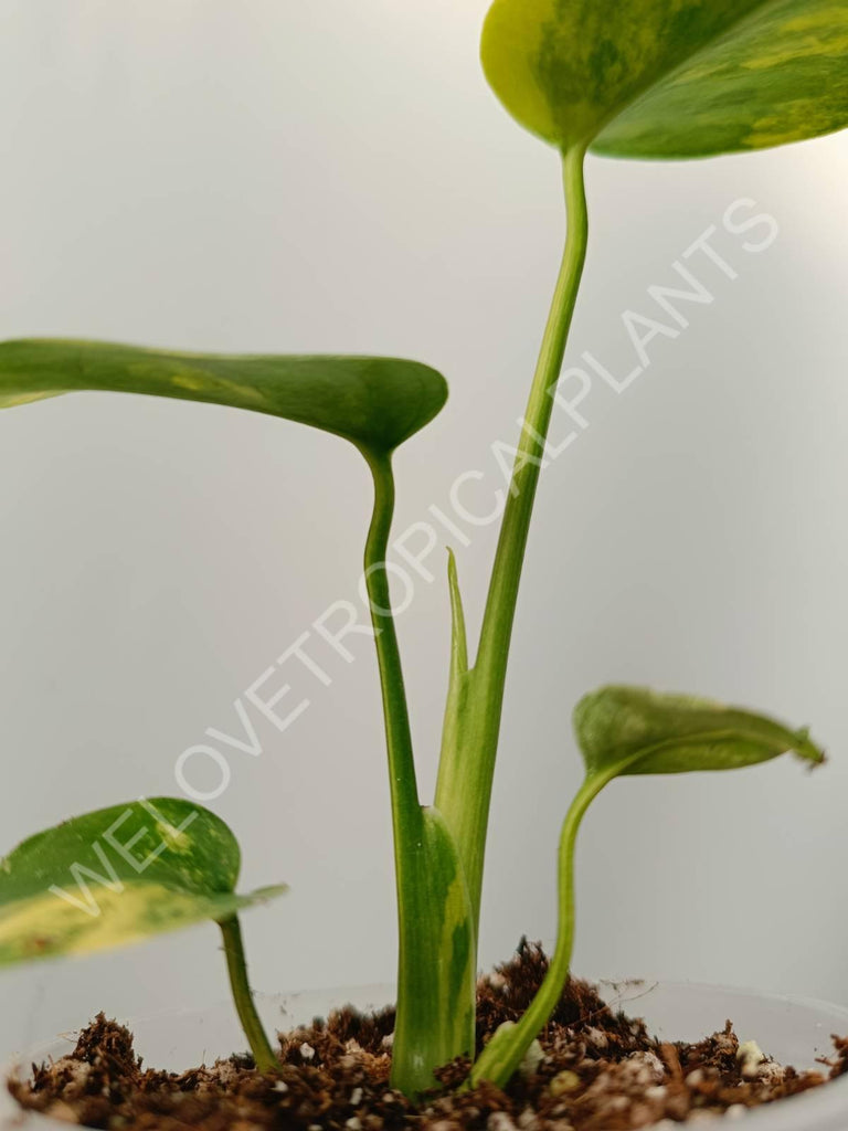 Monstera variegata aurea