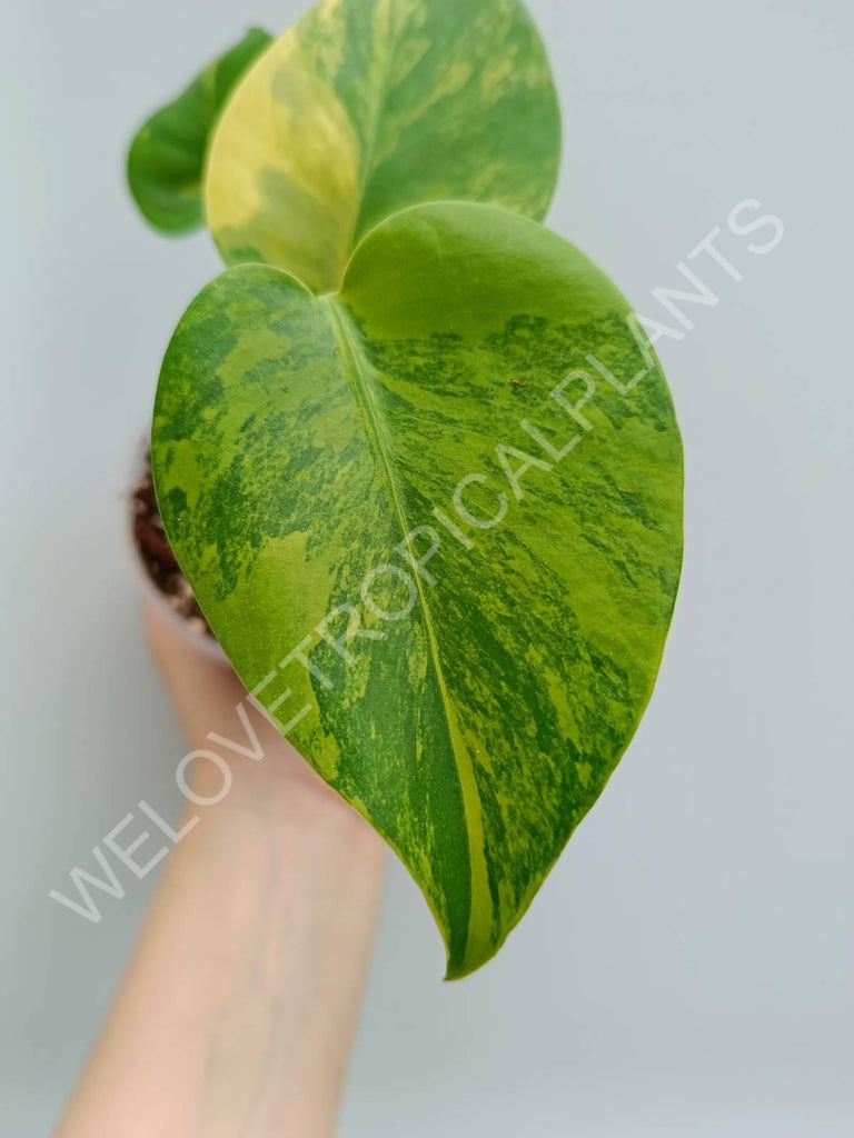 Monstera variegata aurea