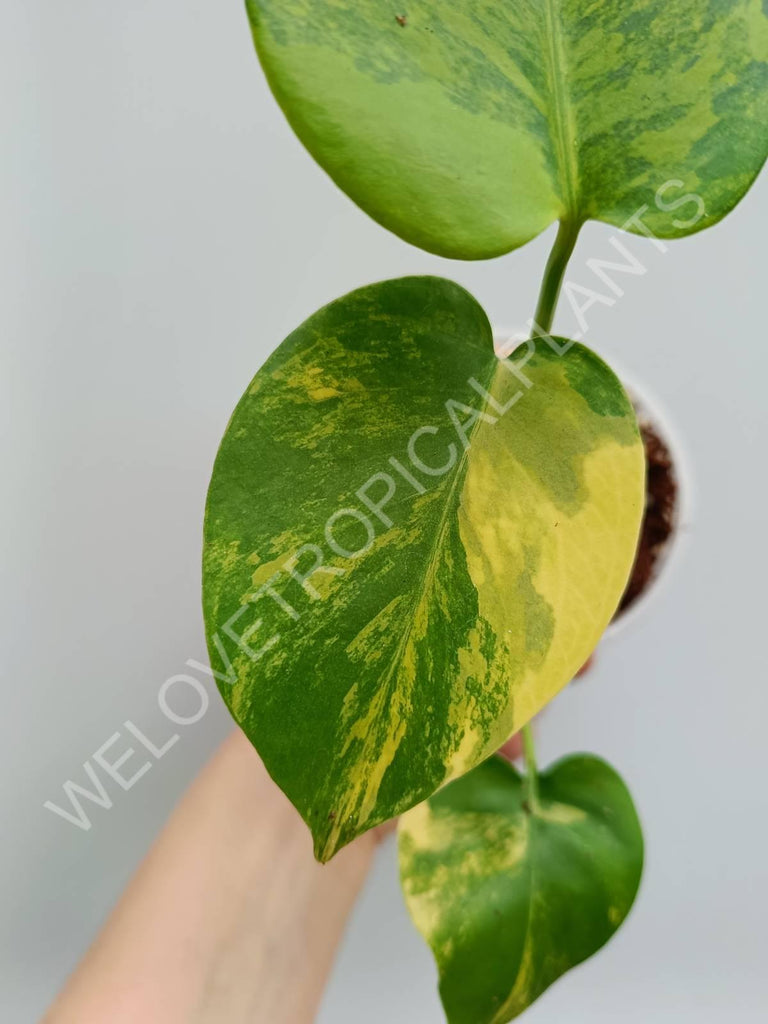 Monstera variegata aurea