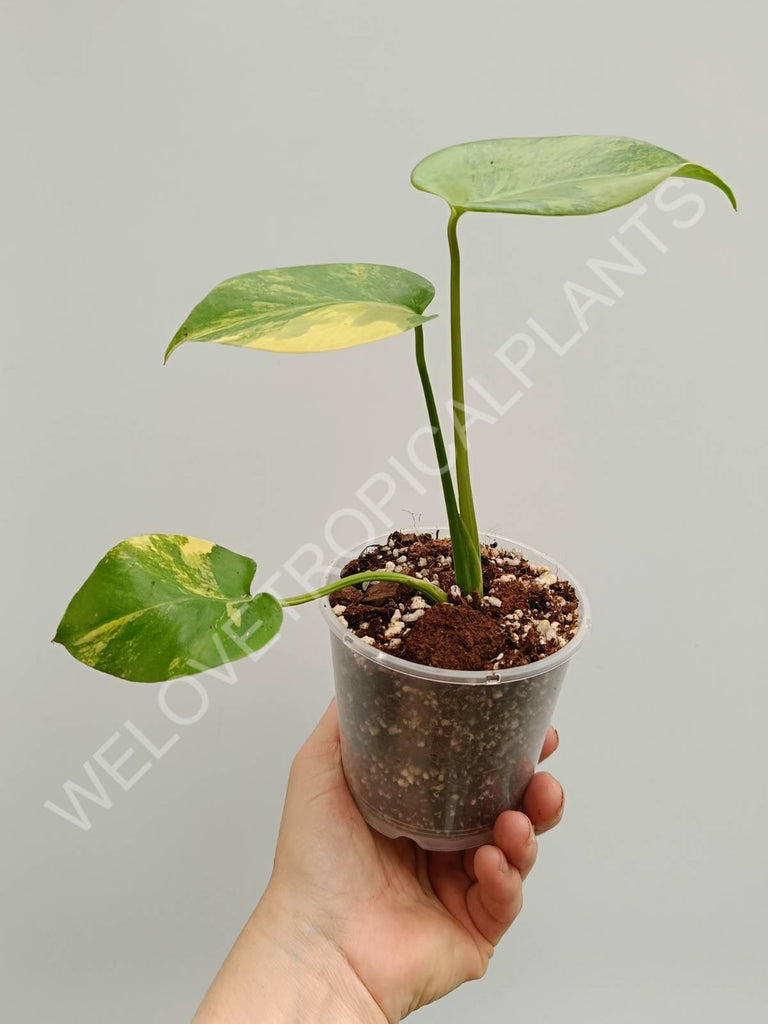 Monstera variegata aurea