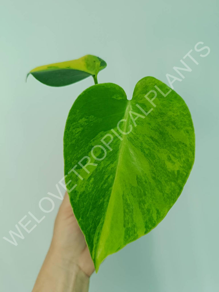 Monstera variegata aurea