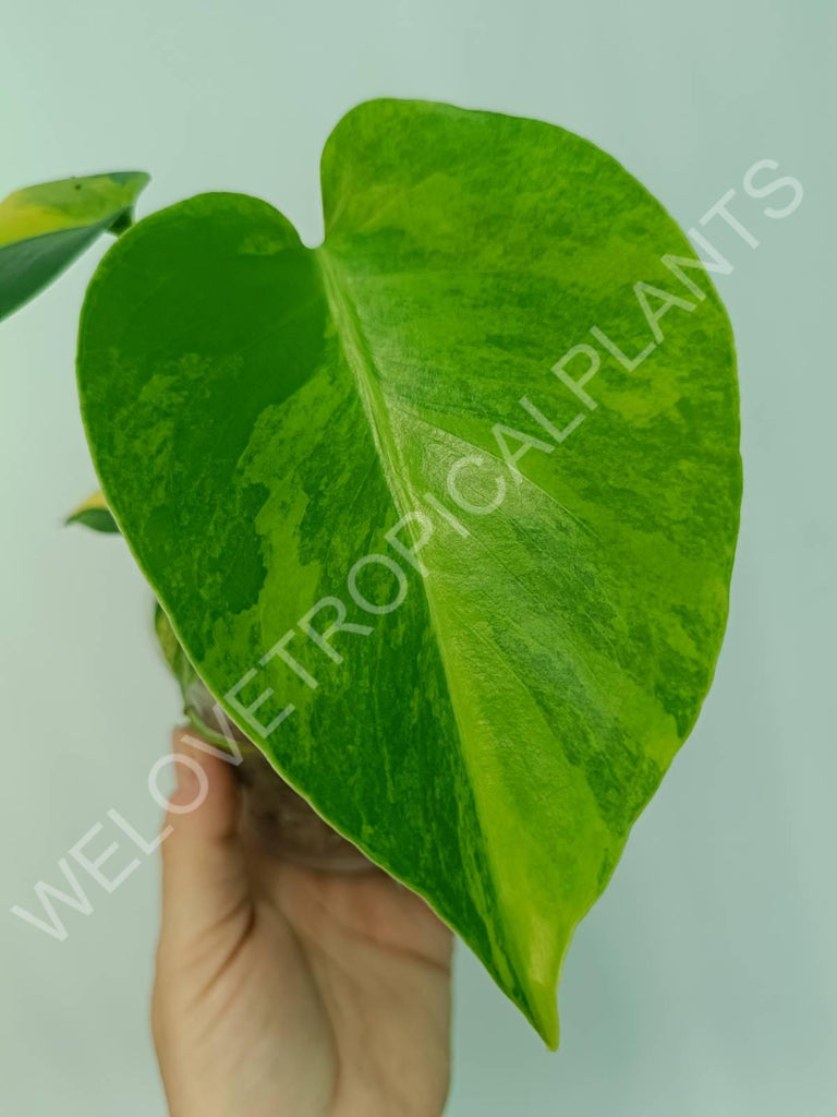 Monstera variegata aurea