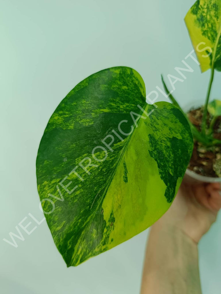 Monstera variegata aurea