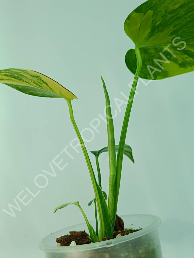 Monstera variegata aurea