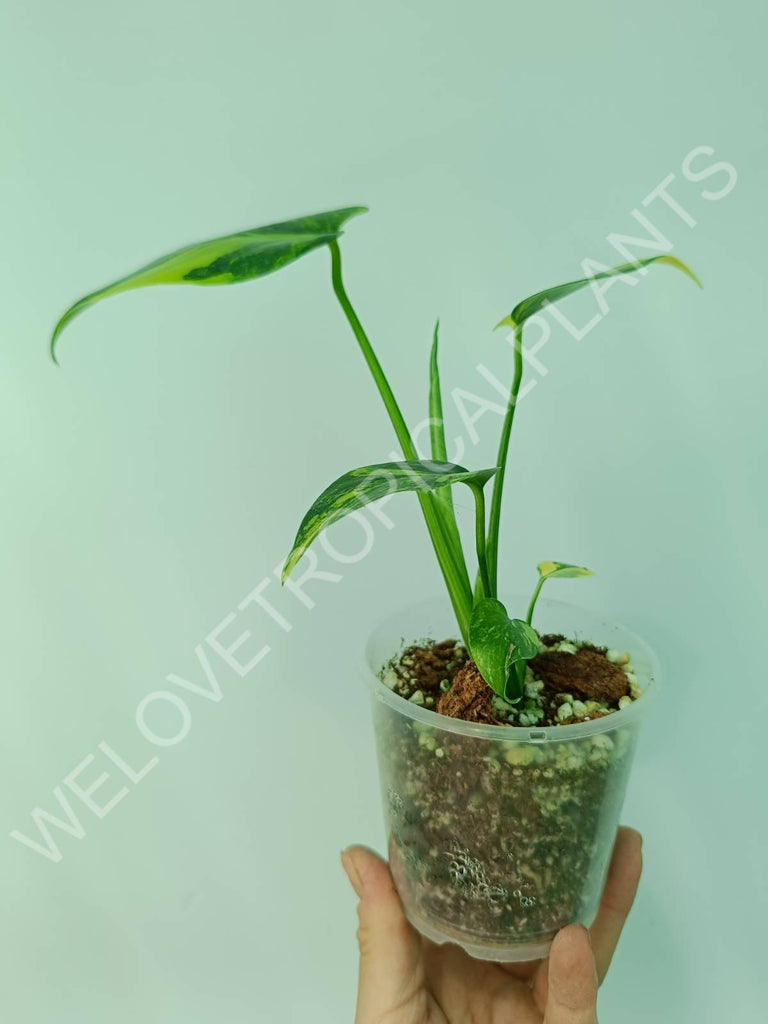 Monstera variegata aurea