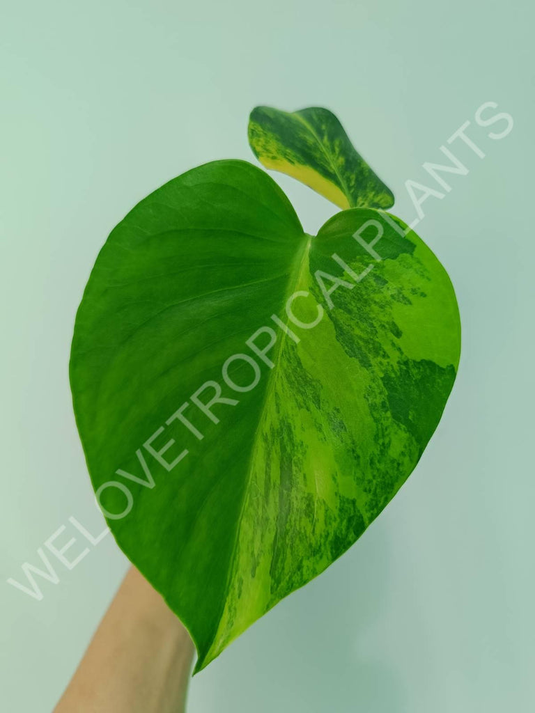 Monstera variegata aurea