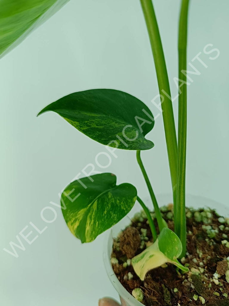 Monstera variegata aurea