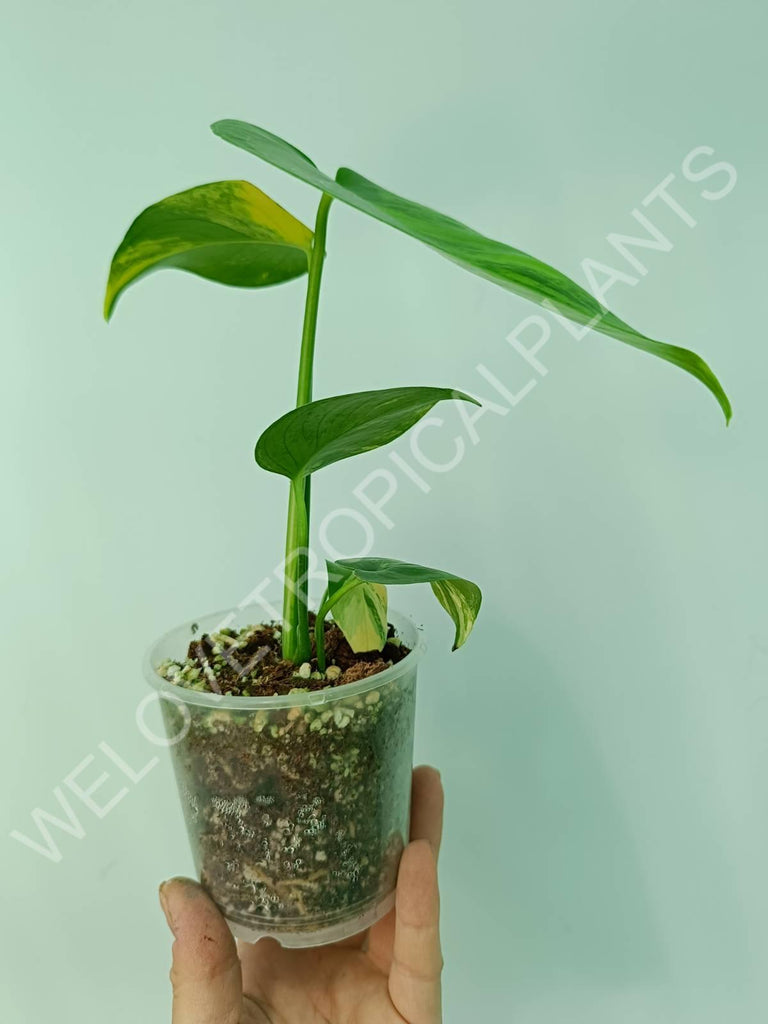 Monstera variegata aurea