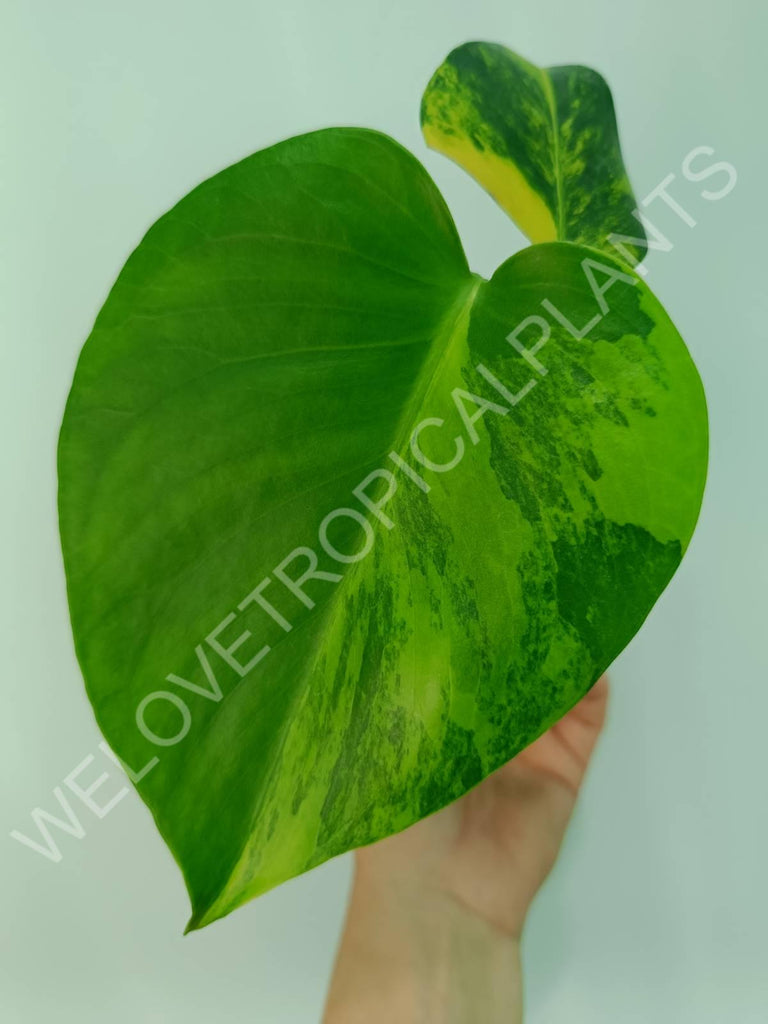 Monstera variegata aurea