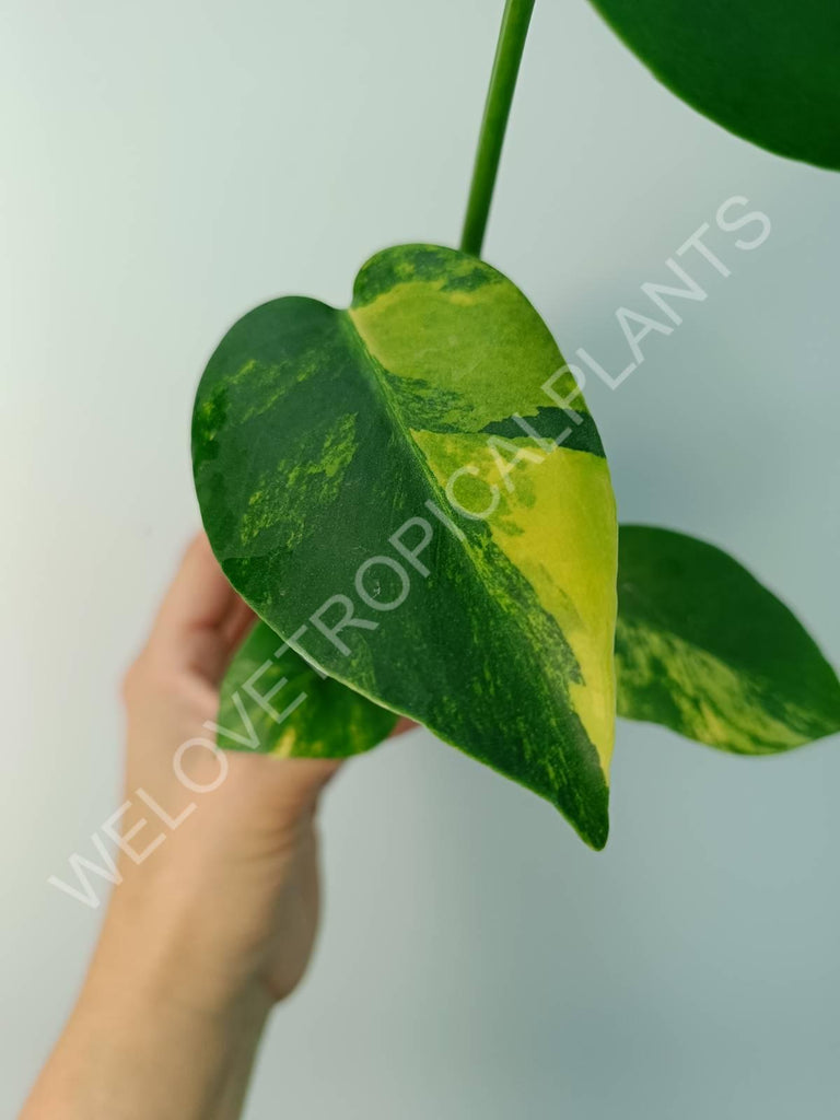 Monstera variegata aurea