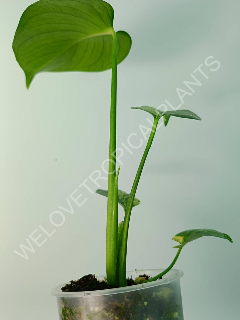 Monstera variegata aurea