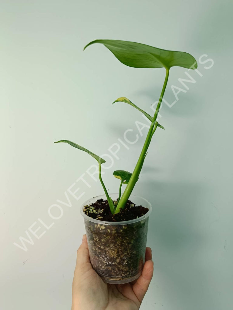 Monstera variegata aurea