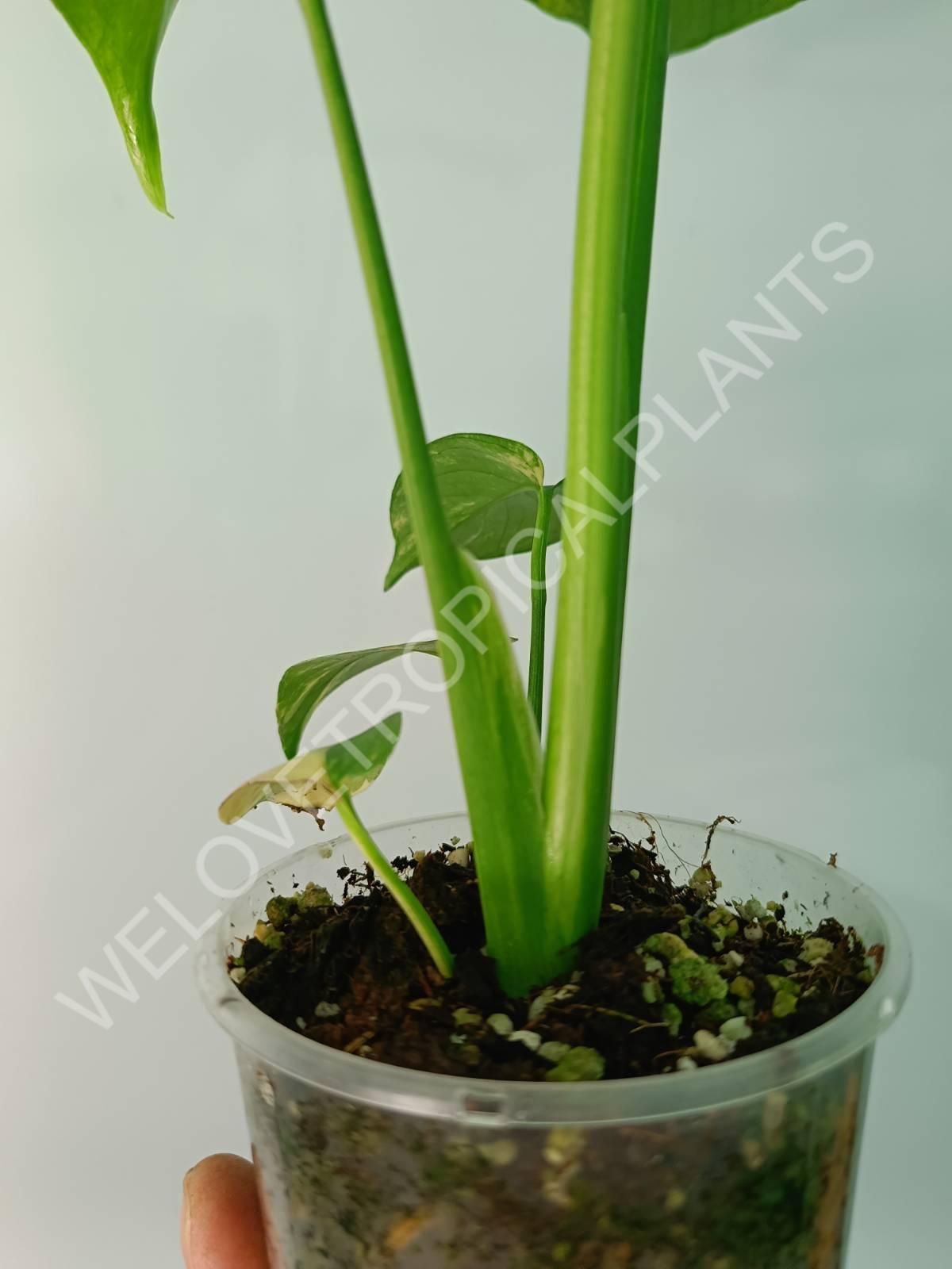 Monstera variegata aurea