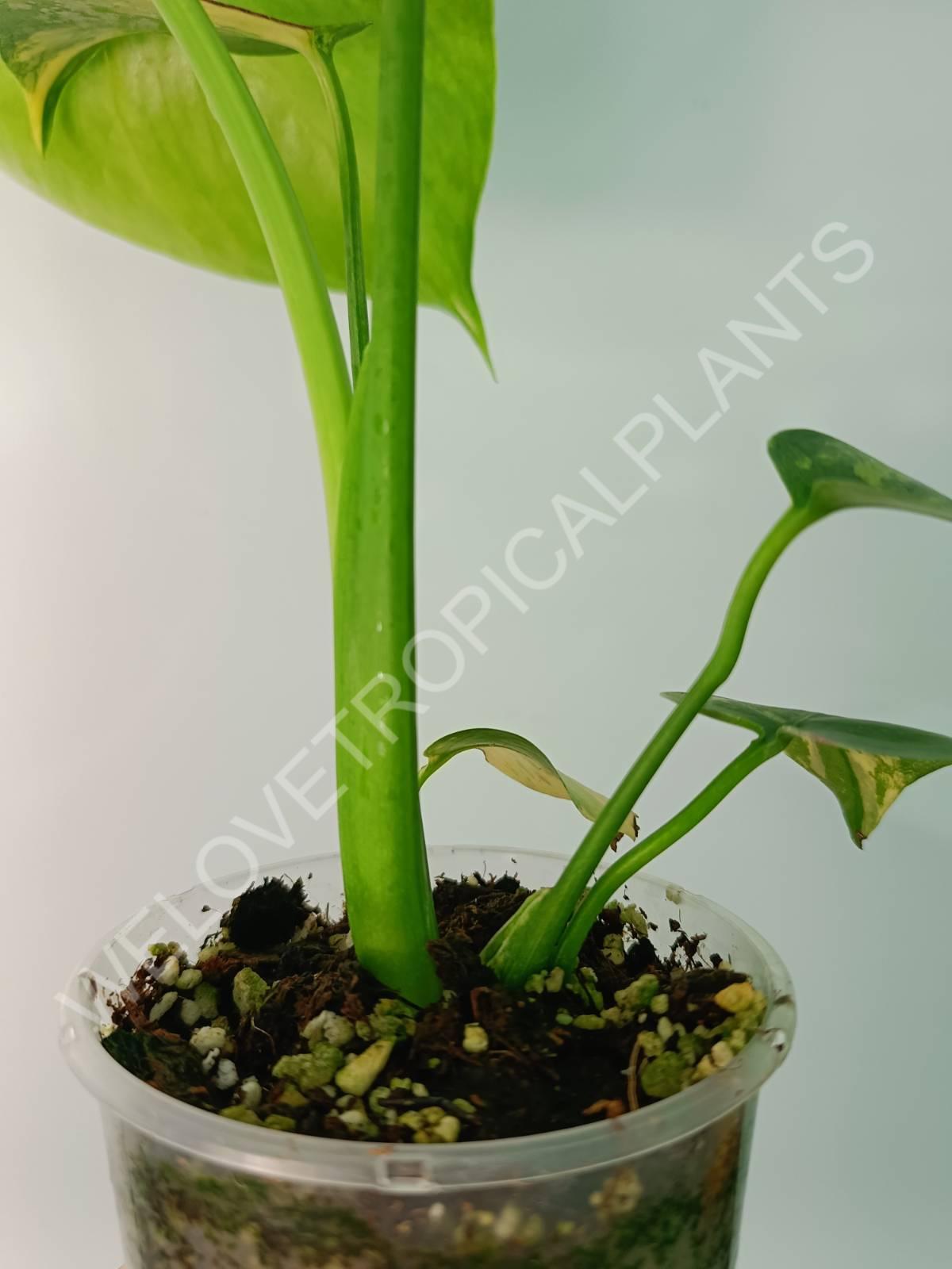 Monstera variegata aurea