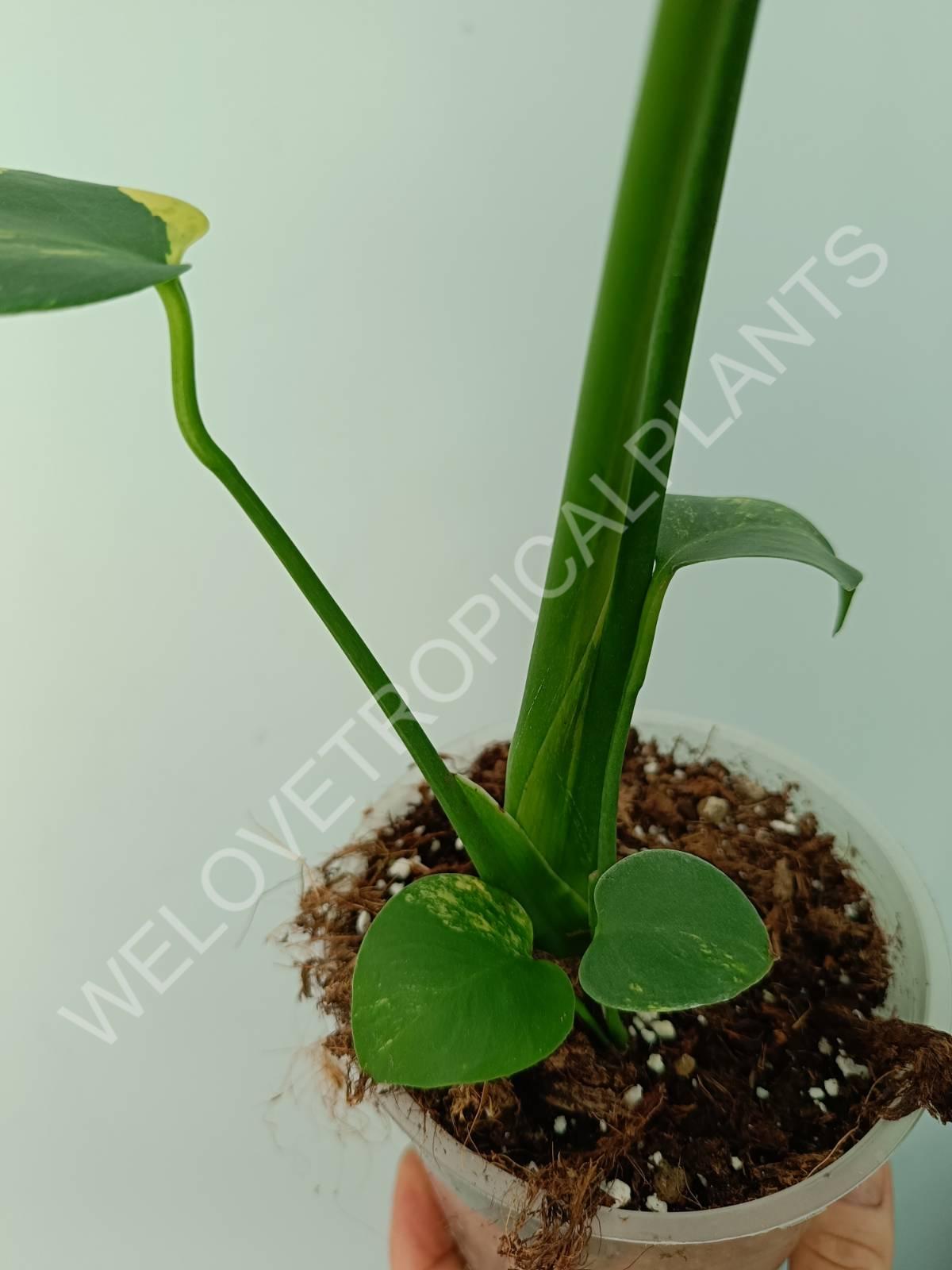 Monstera variegata aurea