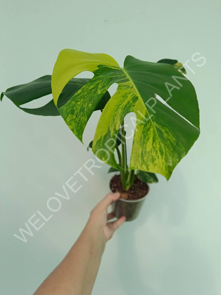 Monstera variegata aurea