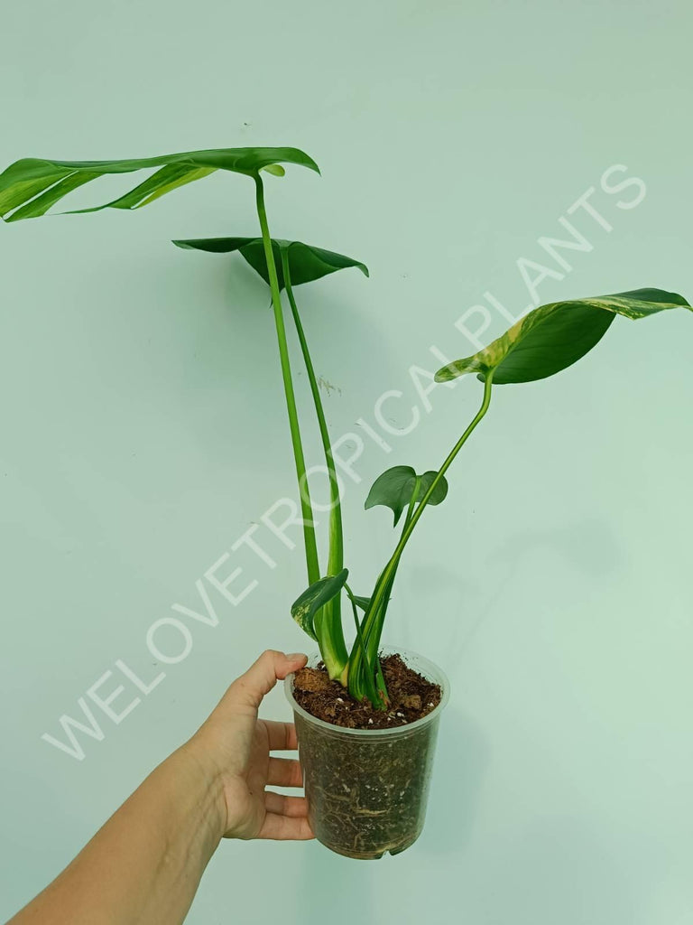 Monstera variegata aurea