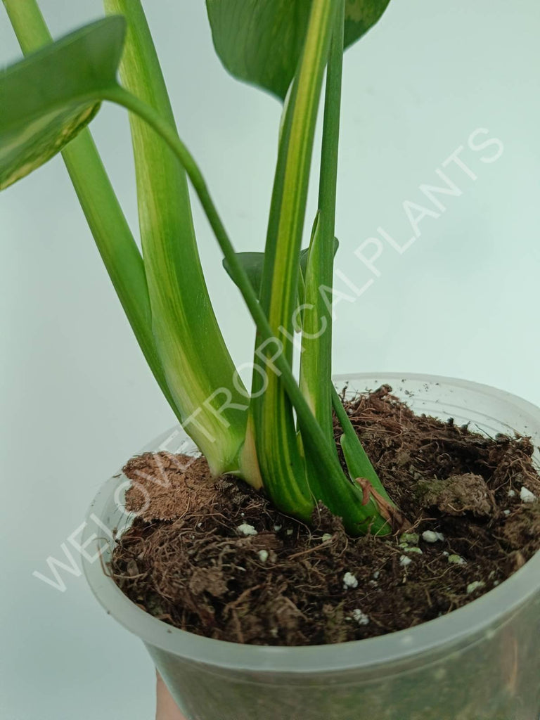 Monstera variegata aurea