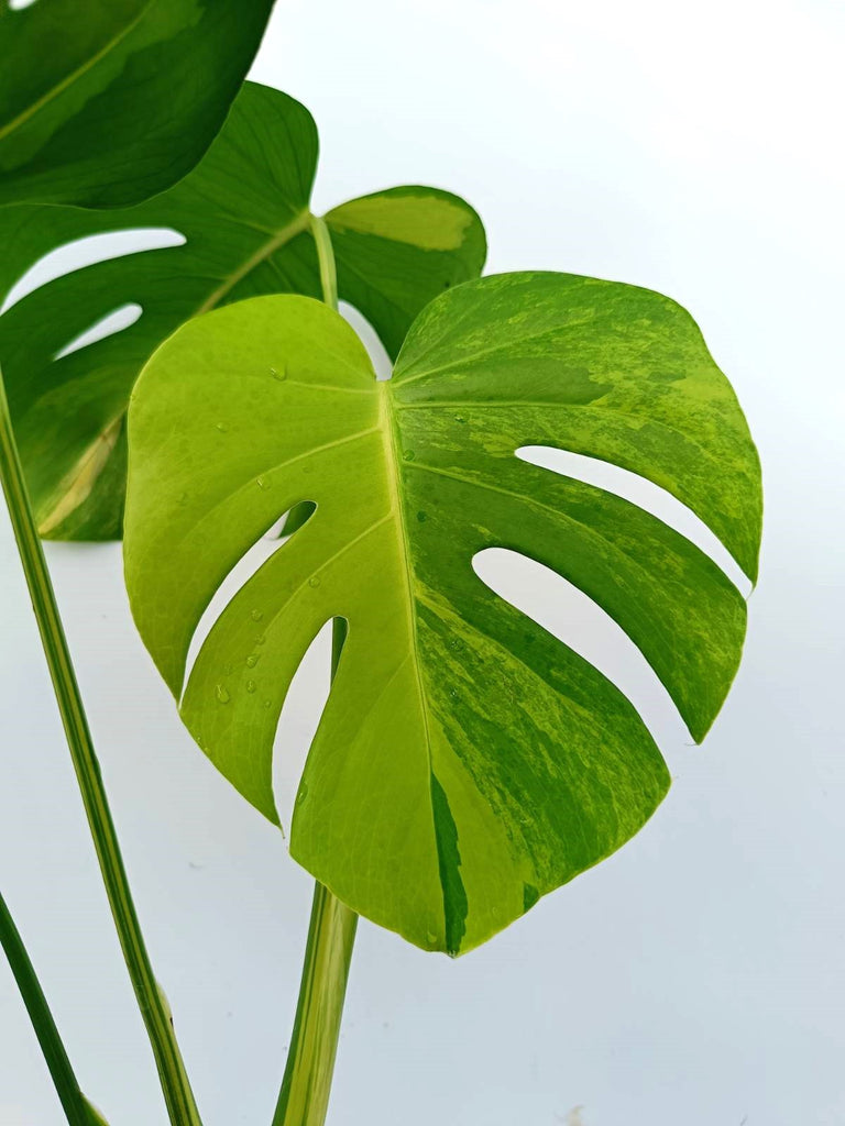 Monstera variegata aurea