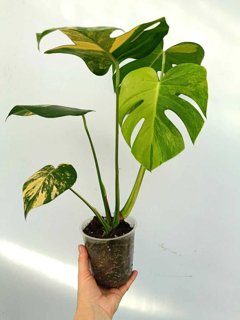 Monstera variegata aurea