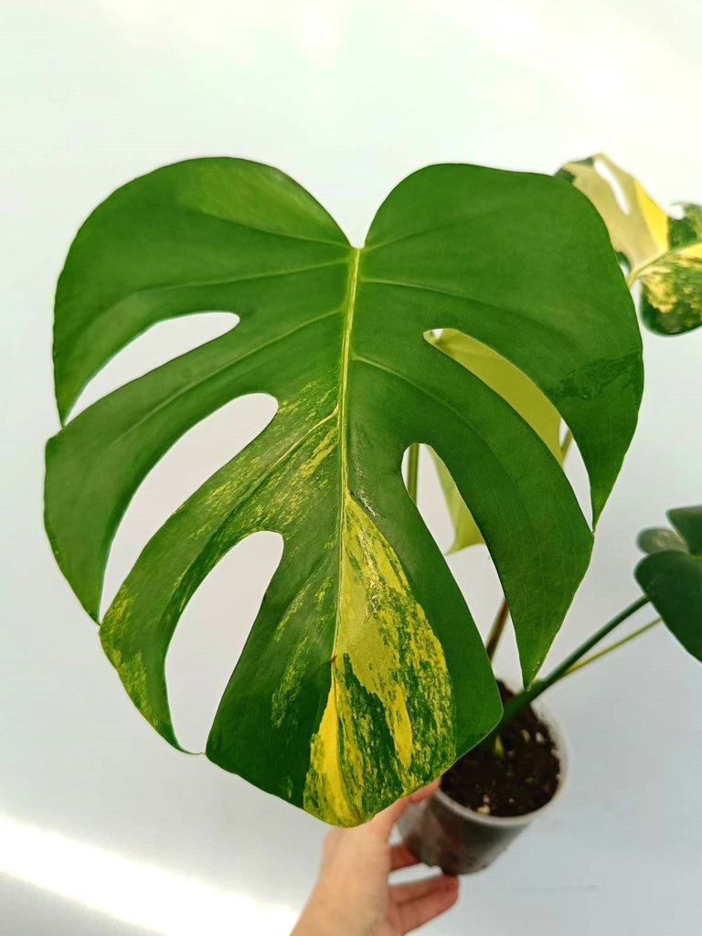 Monstera variegata aurea