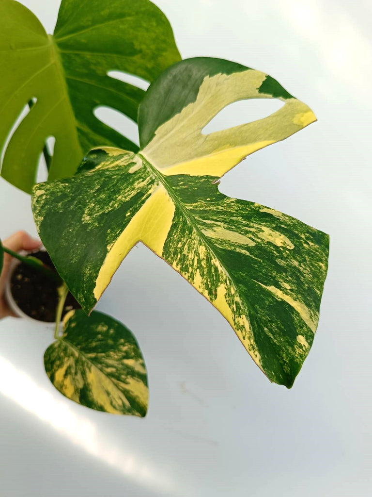 Monstera variegata aurea