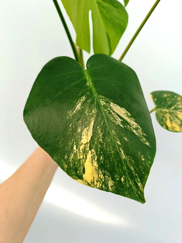 Monstera variegata aurea