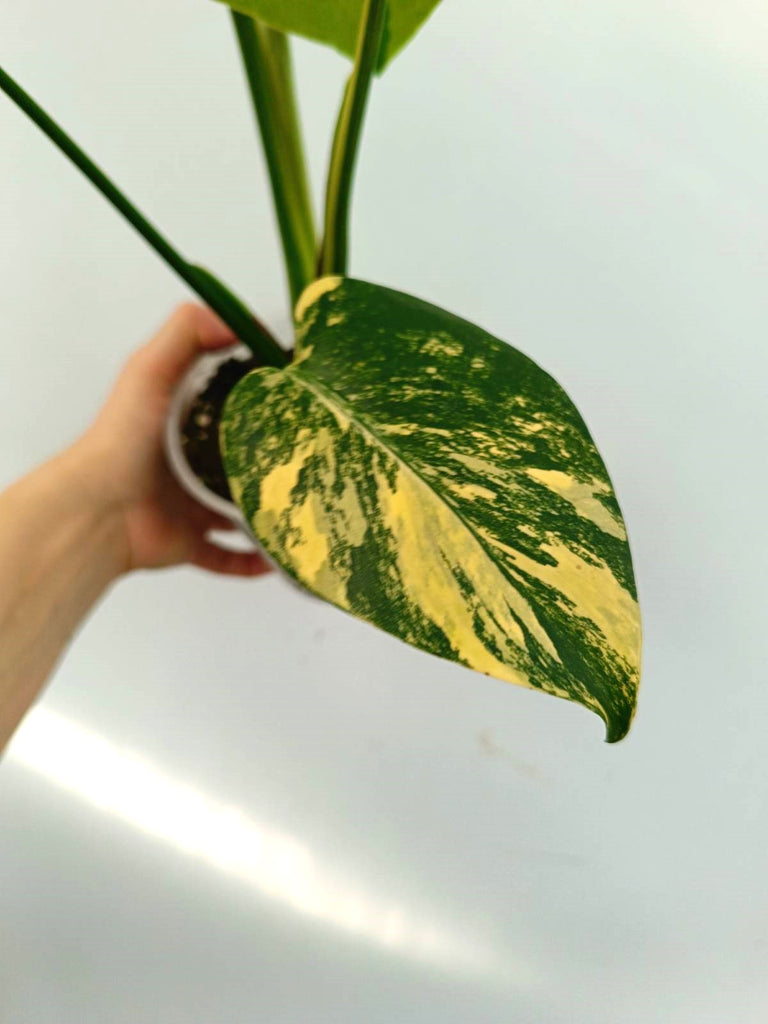 Monstera variegata aurea