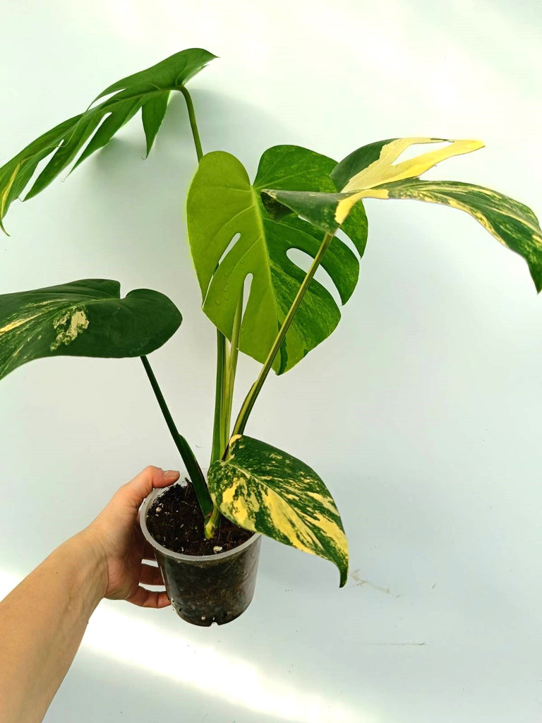 Monstera variegata aurea