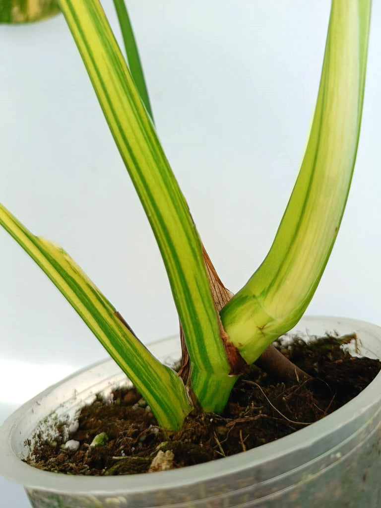 Monstera variegata aurea