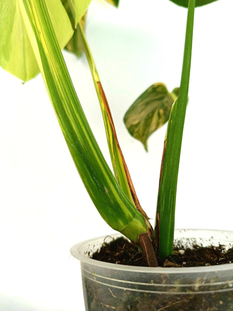 Monstera variegata aurea