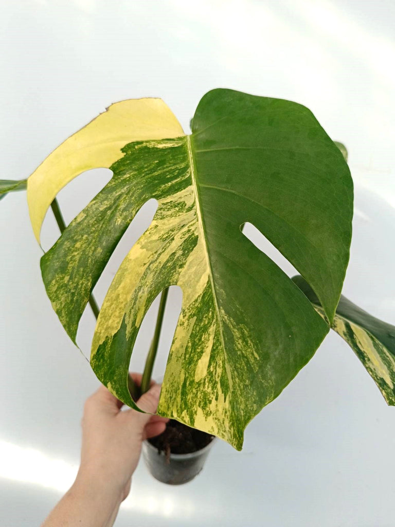 Monstera variegata aurea