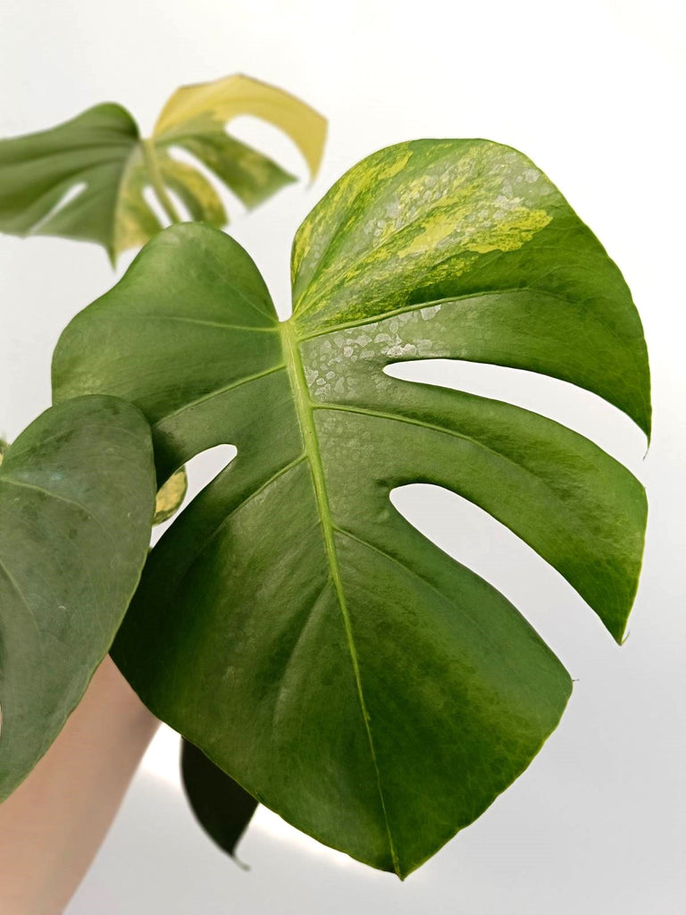 Monstera variegata aurea