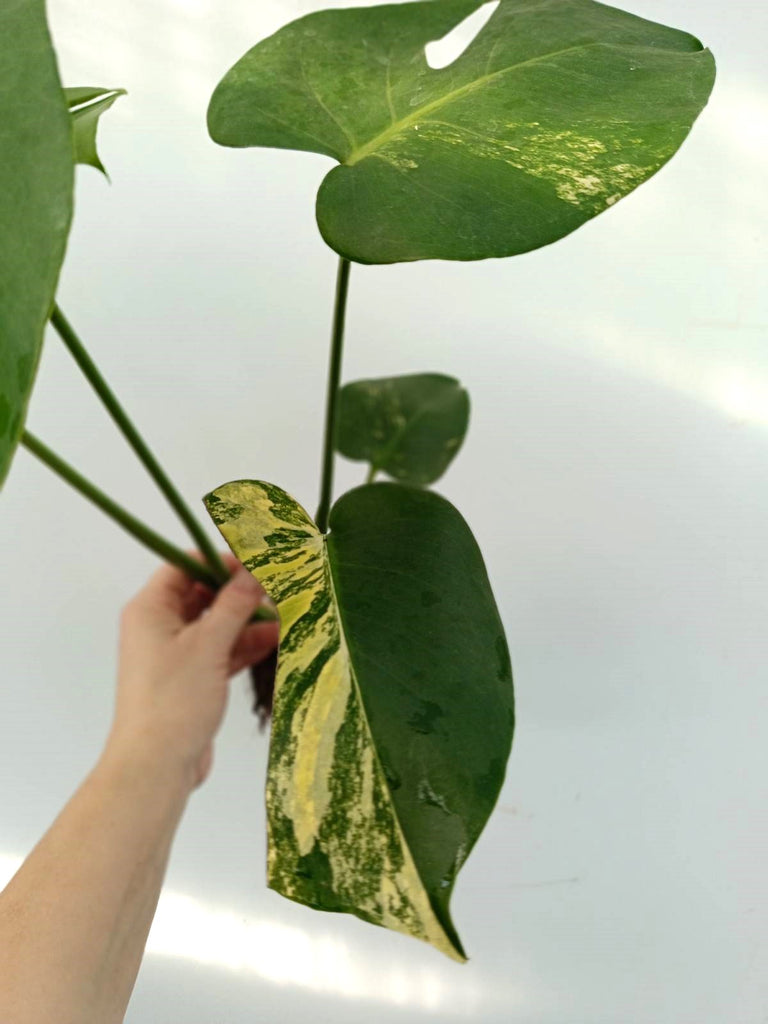 Monstera variegata aurea