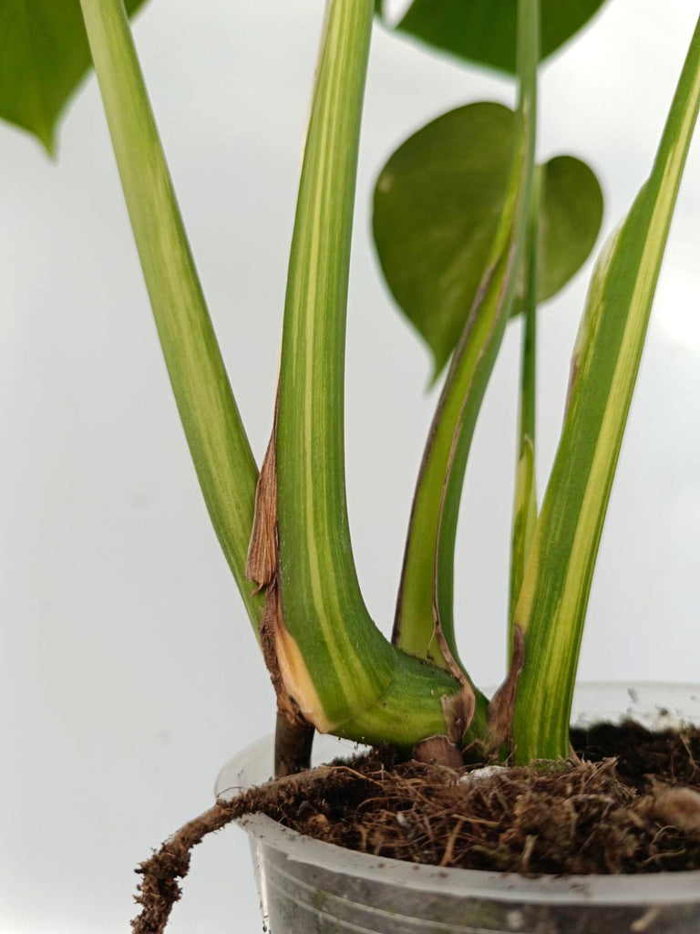 Monstera variegata aurea