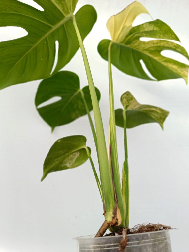 Monstera variegata aurea