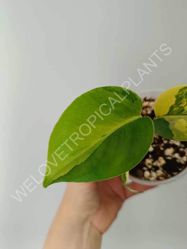 Monstera variegata aurea