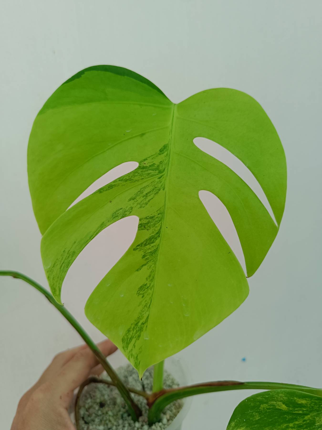 Monstera variegata aurea