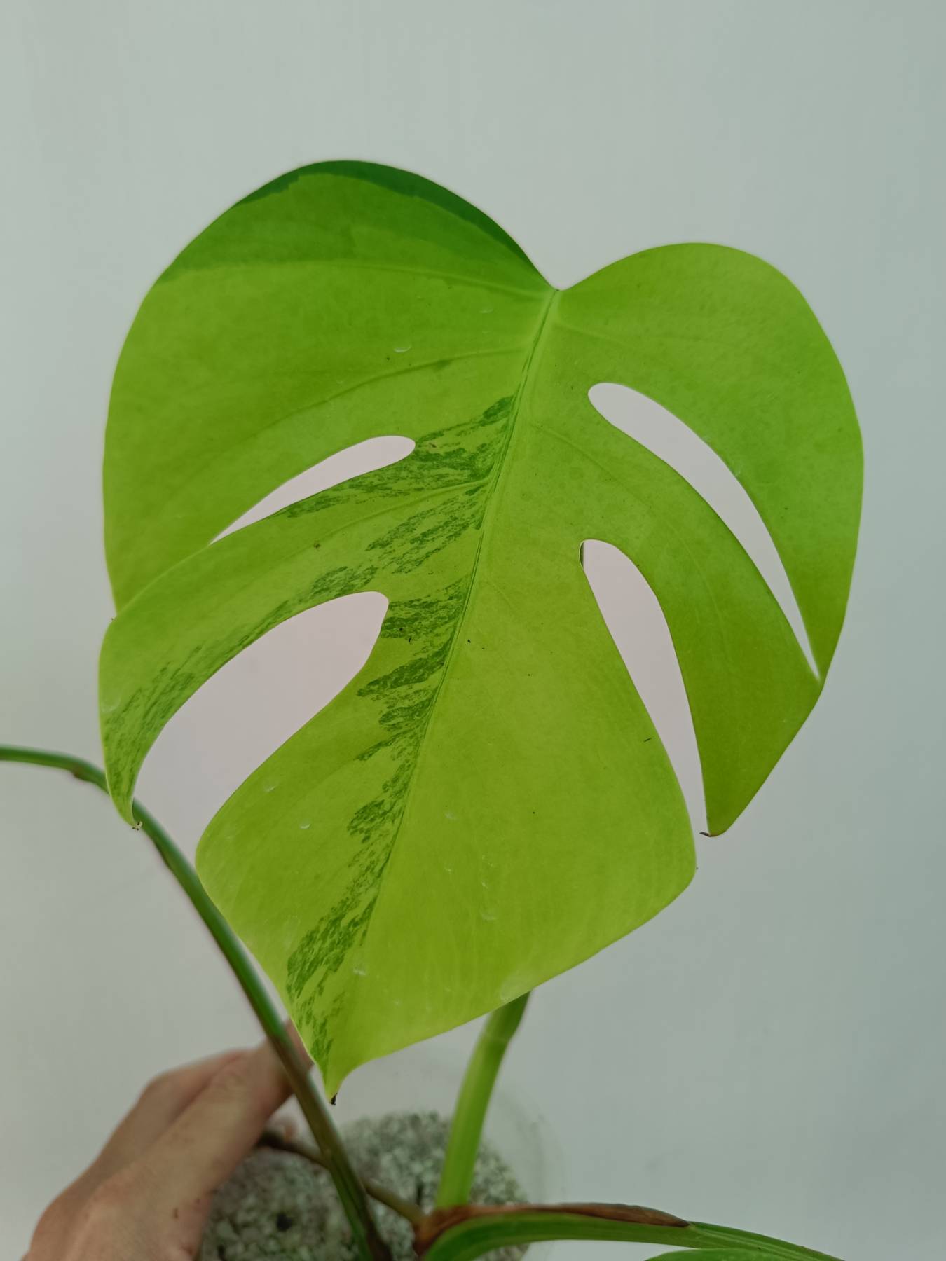 Monstera variegata aurea