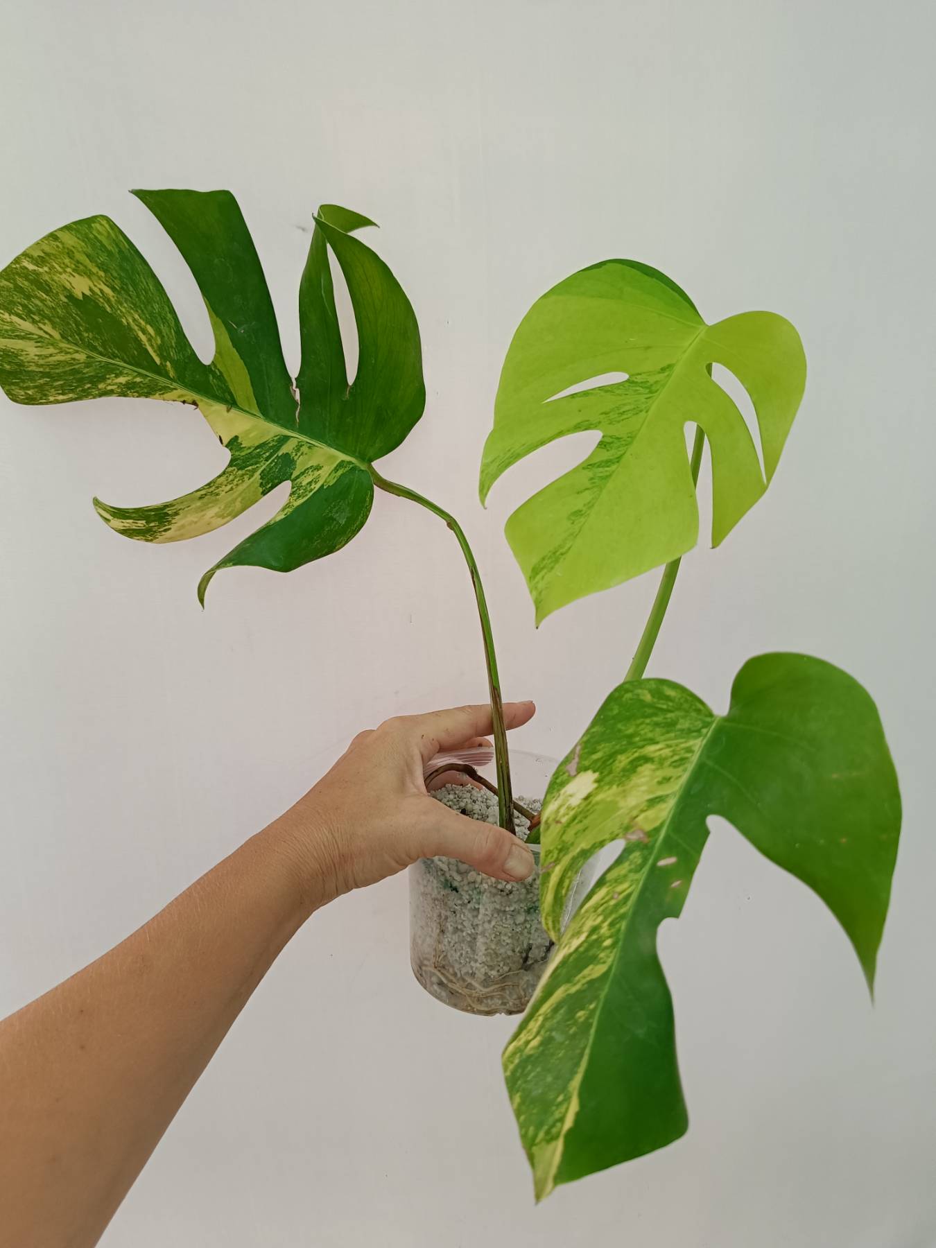 Monstera variegata aurea