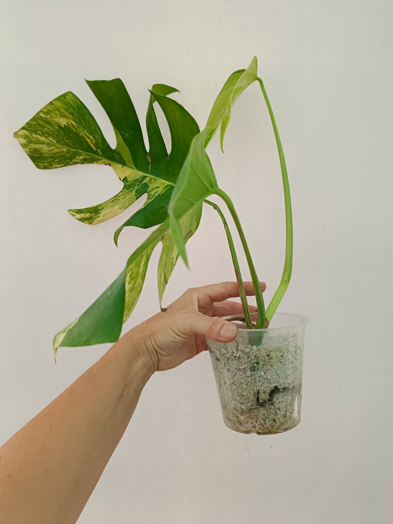 Monstera variegata aurea