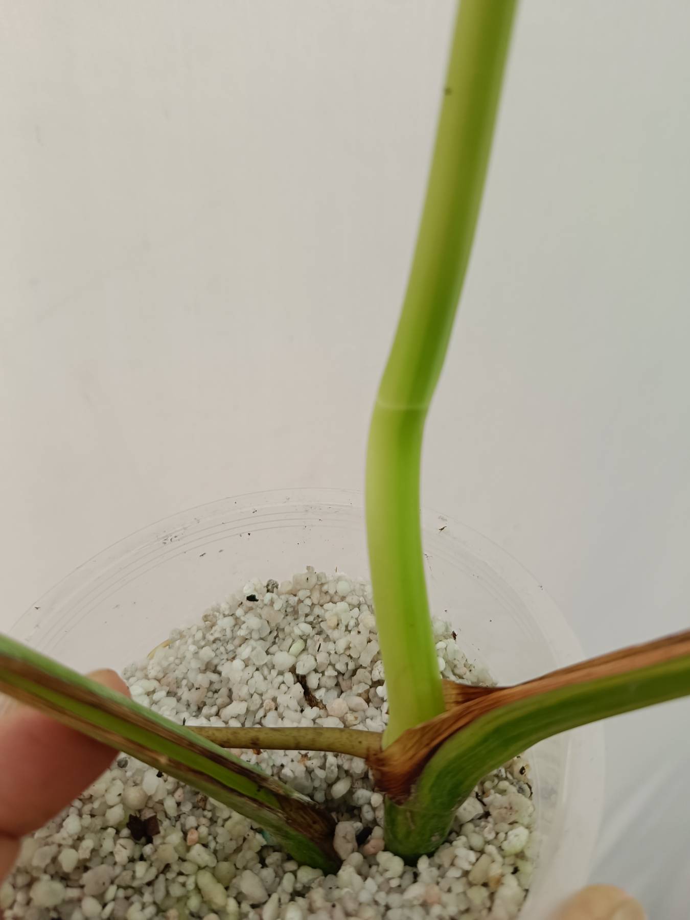 Monstera variegata aurea