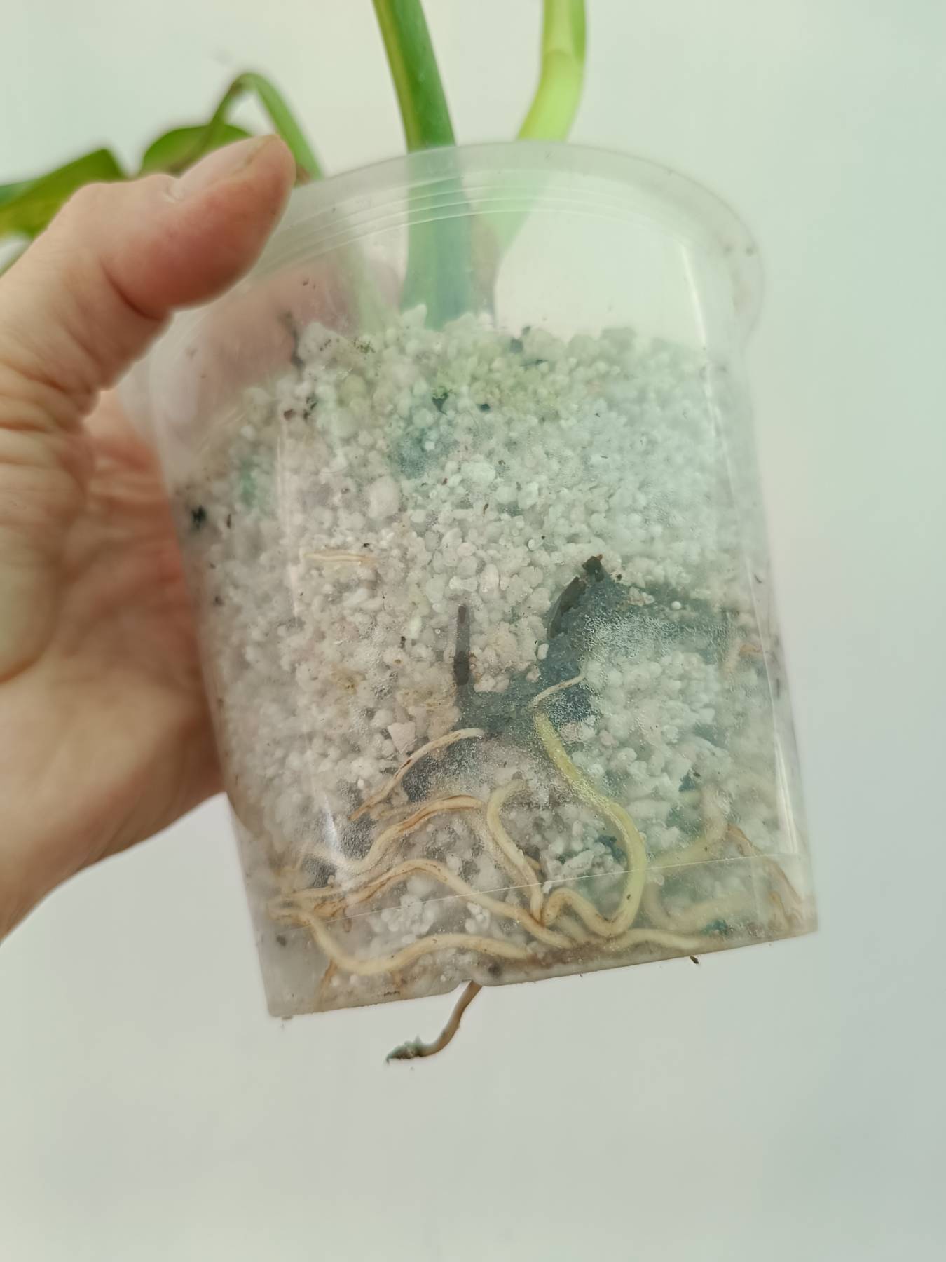 Monstera variegata aurea