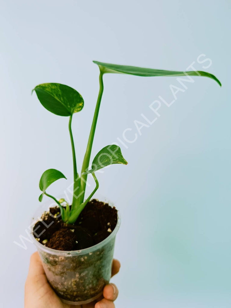 Monstera variegata aurea