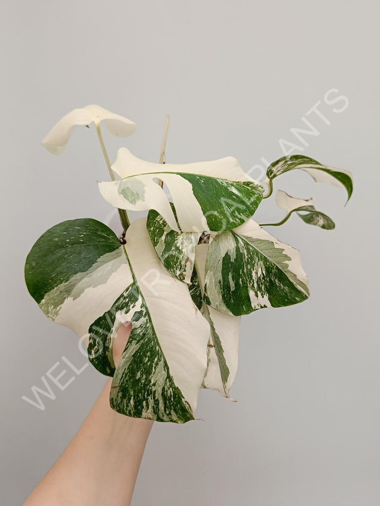 Monstera variegata albo extra white